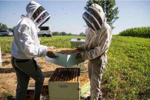 Clare Rittschof and Abdallah Sher conduct research with honeybees 
