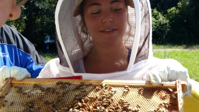 sustainability summer research fellowship beekeeping