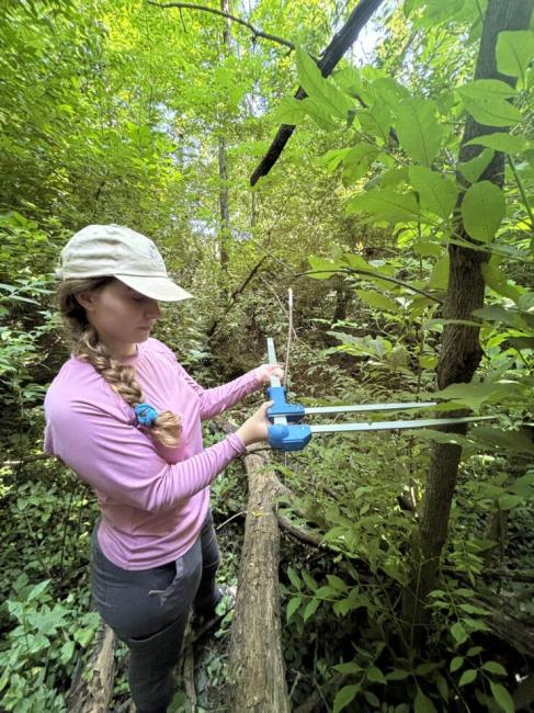 measuring_ash_tree_with_calipers