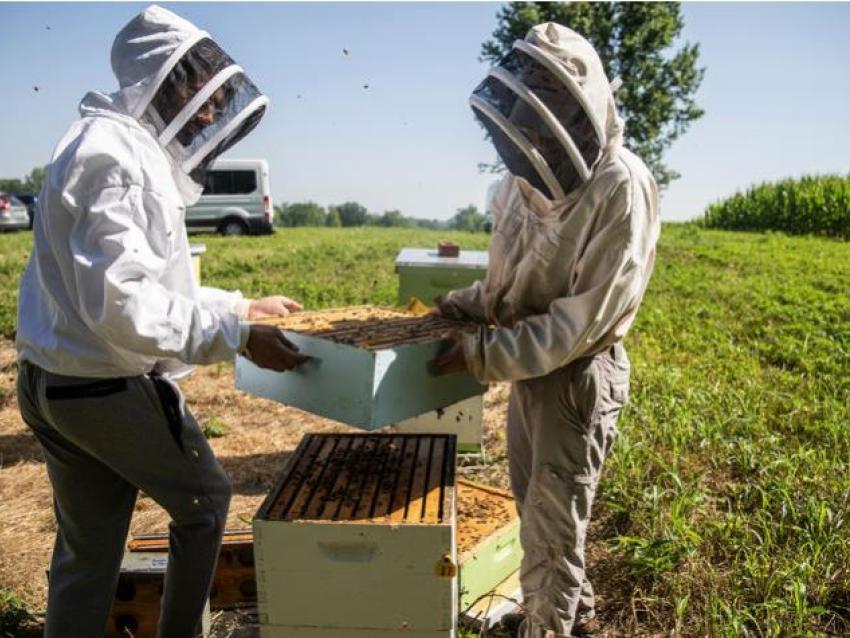 Clare Rittschof and Abdallah Sher conduct research with honeybees